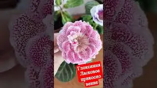 Глоксиния ЛП Ласковое прикосновение. 