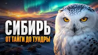 Животный мир СИБИРИ | Тайны Самой Суровой Дикой Природы России