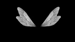 Black screen FLY wings