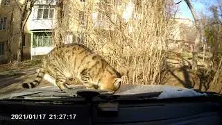 Котейка