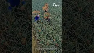 Manual pineapple harvesting: a glimpse into pineapple farming