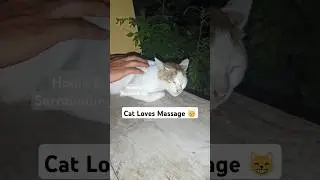 Cat Loves Massage 😸 #ytshorts #viralvideo #animals #love