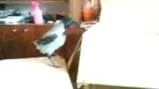 Умная ворона дома ))