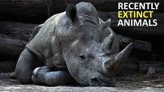 Recently Extinct Animals