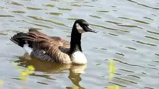 Canadian Geese At Hiller Park In Biloxi Mississippi