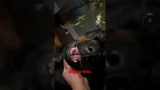 Rottweiler Growling