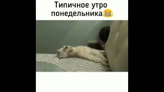 Типичное утро понедельника