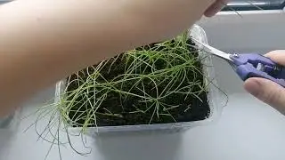 стригу лук эксибишен. не будьте как я😁