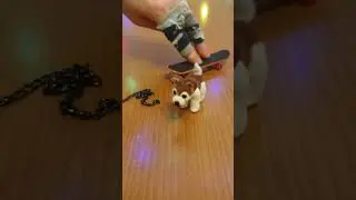 The husky puppy is in trouble. #shorts #shortsvideo