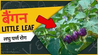 Little Leaf of Brinjal | बैंगन का लघु पर्ण रोग | Agriculture biology class 12 chapter 7 #jet