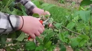 Bark Grafting Apple Trees