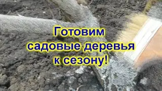 Садовый вар и  черешня в космосе)