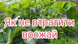 Клубника🍓 для початківців. Як не втратити врожай та отримати велику ягоду
