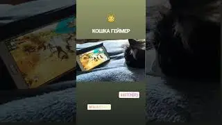 КОШКА СМОТРИТ ИГРУ 