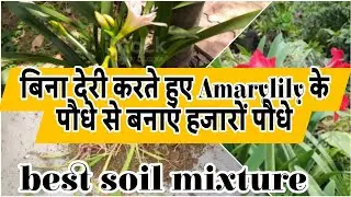 Without delay, make thousands of plants from Amarylilli plant/best soil mixture for Amarylilli pl...