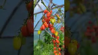 Великолепие томатов, #дача#черри#огород