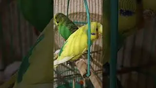 Милка Лунтик видео обзор
