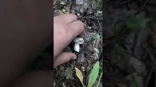 Russula 