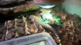 Huge different between male and female tegu