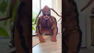 La Cucaracha!🪳