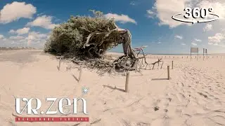 VR.ZEN EPISÓDIO 07 - GABRIELA CASELLATO - Seu corpo é sua história