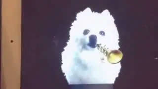 Собака мистер дудец