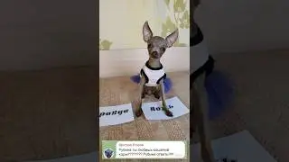 Вопросы от подписчиков 