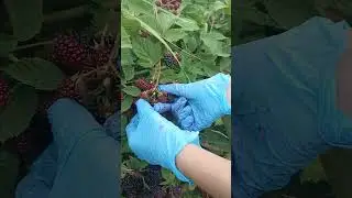 Діти рвуть ожину. Не людські муки.) #farming