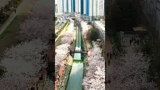 부산을 만나는 1분 - 부산 영도 동삼해수천 벚꽃길