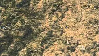 Packs of Wolves- BBC Planet Earth