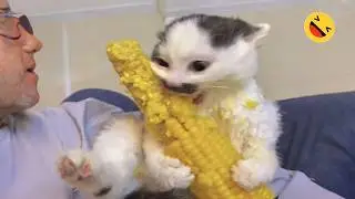 Funniest Animals 🐧 - Best Of The Week Funny Dogs And Cats Videos 😁 E02