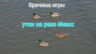 Брачные игры уток на реке Миасс 30 марта 2024 г