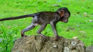Oh no... gangster Dolly hit with heavy hand on baby Daniela much hurt cry super loud / Monkey Post