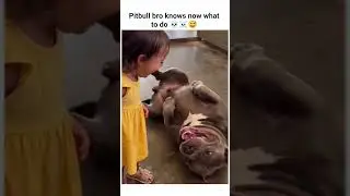 Pitbull bro knows now what to do 😅🤣💀☠️