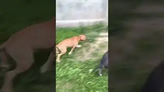 Лова и щенки) нянька )