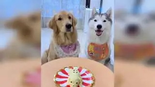 Cat & Dog Reaction