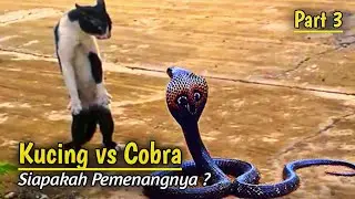 Real Fight Cat vs Snake