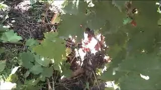 мой виноградник