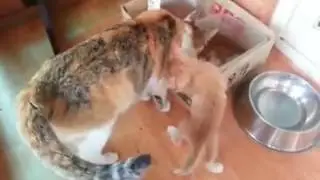 너무 귀여워요  이름 추천좀 해주세요