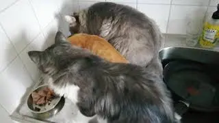 Three Cats Eating - Nom Nom Sounds #cat #cats #shorts