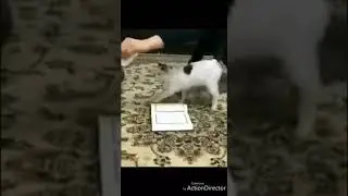 СубханаЛлах! Аллаху Акбар!