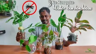 3 Way to Grow Plants In Water without Mosquito | No Mosquito Indoor Water Garden Ideas//GREEN PLANTS
