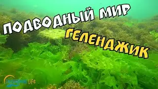 #ГЕЛЕНДЖИК