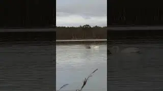 Лебединое озеро 🦢 #2023 #никель #north