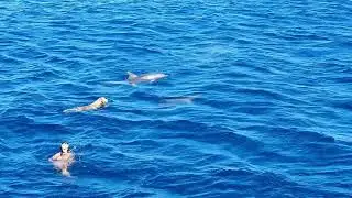 Dog plays with dolphins in the Red Sea