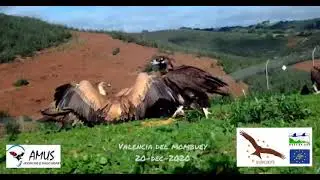 La comunidad de aves en el comedero para aves necrófagas de Valencia del Mombuey.