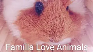 Mostrei tudo oque compramos para os pets 🥰. #familia #comida #food #topz #viral  #pets #yt