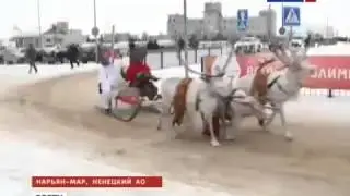 Олимпийский огонь НА ОЛЕНЯХ