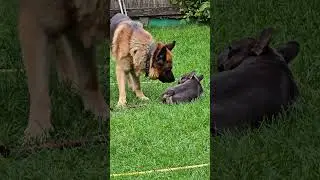 Wow! 😲Super funny hyperactive French Bulldog and German Shepherd with nerves of steel.