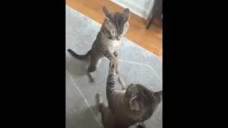 Cats Play Fight While Standing On Their Hind LegsCats Play Fight While Standing On Their Hind Legs